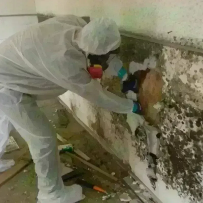 Mold Remediation and Removal in Canyon Rim, UT